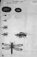 An illustration from Histoire générale des insectes. Où l'on expose clairement la manière lente & presqu'insensible de l'accroissement de leurs membres, & ou l'on découvre évidemment l'erreur où l'on tombe d'ordinaire au sujet de leur prétendue transformation. Par Jean Swammerdam Docteur en médecine. Avec des figures (1682)