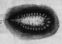 An illustration from Histoire générale des insectes. Où l'on expose clairement la manière lente & presqu'insensible de l'accroissement de leurs membres, & ou l'on découvre évidemment l'erreur où l'on tombe d'ordinaire au sujet de leur prétendue transformation. Par Jean Swammerdam Docteur en médecine. Avec des figures (1682)