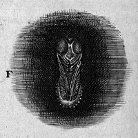 An illustration from Histoire générale des insectes. Où l'on expose clairement la manière lente & presqu'insensible de l'accroissement de leurs membres, & ou l'on découvre évidemment l'erreur où l'on tombe d'ordinaire au sujet de leur prétendue transformation. Par Jean Swammerdam Docteur en médecine. Avec des figures (1682)