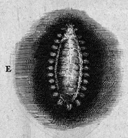 An illustration from Histoire générale des insectes. Où l'on expose clairement la manière lente & presqu'insensible de l'accroissement de leurs membres, & ou l'on découvre évidemment l'erreur où l'on tombe d'ordinaire au sujet de leur prétendue transformation. Par Jean Swammerdam Docteur en médecine. Avec des figures (1682)