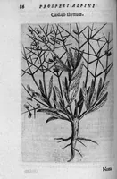Picture 12 of 27 from De plantis exoticis libri duo (1627), leaf 101