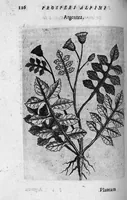 Picture 14 of 27 from De plantis exoticis libri duo (1627), leaf 131