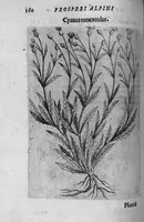 An illustration from De plantis exoticis libri duo (1627)