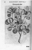 Picture 1 of 27 from De plantis exoticis libri duo (1627), leaf 19
