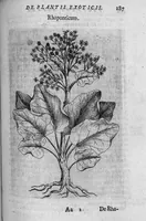 Picture 18 of 27 from De plantis exoticis libri duo (1627), leaf 202