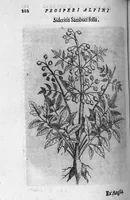 Picture 19 of 27 from De plantis exoticis libri duo (1627), leaf 217