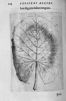 Picture 23 of 27 from De plantis exoticis libri duo (1627), leaf 239
