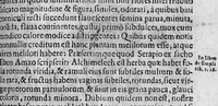 An illustration from De plantis exoticis libri duo (1627)