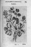 An illustration from De plantis exoticis libri duo (1627)