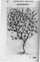 Picture 3 of 27 from De plantis exoticis libri duo (1627), leaf 41