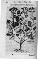 Picture 4 of 27 from De plantis exoticis libri duo (1627), leaf 47