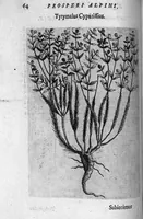 Picture 9 of 27 from De plantis exoticis libri duo (1627), leaf 79