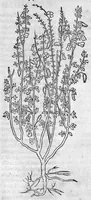 An illustration from De stirpium maximearum, quae in Germania notra nascuntur, usitatis nomenclaturis,...interprete Davide Kybero... (1552)