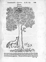 Picture 12 of 16 from De stirpium maximearum, quae in Germania notra nascuntur, usitatis nomenclaturis,...interprete Davide Kybero... (1552), leaf 1112