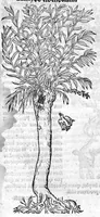 An illustration from De stirpium maximearum, quae in Germania notra nascuntur, usitatis nomenclaturis,...interprete Davide Kybero... (1552)