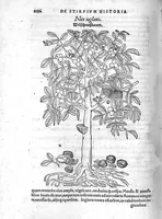 Picture 14 of 16 from De stirpium maximearum, quae in Germania notra nascuntur, usitatis nomenclaturis,...interprete Davide Kybero... (1552), leaf 1159
