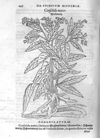 Picture 2 of 16 from De stirpium maximearum, quae in Germania notra nascuntur, usitatis nomenclaturis,...interprete Davide Kybero... (1552), leaf 307