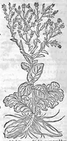 An illustration from De stirpium maximearum, quae in Germania notra nascuntur, usitatis nomenclaturis,...interprete Davide Kybero... (1552)
