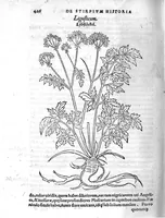 An illustration from De stirpium maximearum, quae in Germania notra nascuntur, usitatis nomenclaturis,...interprete Davide Kybero... (1552)