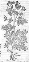 An illustration from De stirpium maximearum, quae in Germania notra nascuntur, usitatis nomenclaturis,...interprete Davide Kybero... (1552)