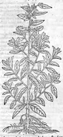 An illustration from De stirpium maximearum, quae in Germania notra nascuntur, usitatis nomenclaturis,...interprete Davide Kybero... (1552)
