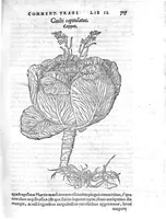An illustration from De stirpium maximearum, quae in Germania notra nascuntur, usitatis nomenclaturis,...interprete Davide Kybero... (1552)