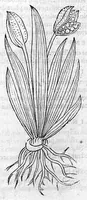 An illustration from De stirpium maximearum, quae in Germania notra nascuntur, usitatis nomenclaturis,...interprete Davide Kybero... (1552)