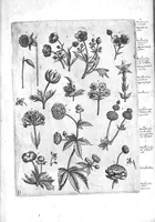 An illustration from Florilegium ab Hadriano Collaert coelatum et a Philip Galleo editum ; illustriss. eccelentissimoque dno D. Ioanni Medici. omnis generis elegantiarum admiratori et patrono, Philip. Gallaeus DD. (1587)