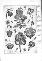 An illustration from Florilegium ab Hadriano Collaert coelatum et a Philip Galleo editum ; illustriss. eccelentissimoque dno D. Ioanni Medici. omnis generis elegantiarum admiratori et patrono, Philip. Gallaeus DD. (1587)