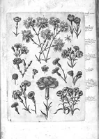 An illustration from Florilegium ab Hadriano Collaert coelatum et a Philip Galleo editum ; illustriss. eccelentissimoque dno D. Ioanni Medici. omnis generis elegantiarum admiratori et patrono, Philip. Gallaeus DD. (1587)