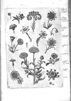 An illustration from Florilegium ab Hadriano Collaert coelatum et a Philip Galleo editum ; illustriss. eccelentissimoque dno D. Ioanni Medici. omnis generis elegantiarum admiratori et patrono, Philip. Gallaeus DD. (1587)
