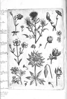 An illustration from Florilegium ab Hadriano Collaert coelatum et a Philip Galleo editum ; illustriss. eccelentissimoque dno D. Ioanni Medici. omnis generis elegantiarum admiratori et patrono, Philip. Gallaeus DD. (1587)