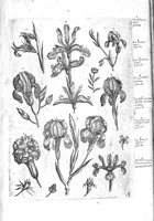 An illustration from Florilegium ab Hadriano Collaert coelatum et a Philip Galleo editum ; illustriss. eccelentissimoque dno D. Ioanni Medici. omnis generis elegantiarum admiratori et patrono, Philip. Gallaeus DD. (1587)