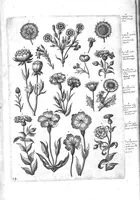An illustration from Florilegium ab Hadriano Collaert coelatum et a Philip Galleo editum ; illustriss. eccelentissimoque dno D. Ioanni Medici. omnis generis elegantiarum admiratori et patrono, Philip. Gallaeus DD. (1587)