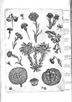 An illustration from Florilegium ab Hadriano Collaert coelatum et a Philip Galleo editum ; illustriss. eccelentissimoque dno D. Ioanni Medici. omnis generis elegantiarum admiratori et patrono, Philip. Gallaeus DD. (1587)