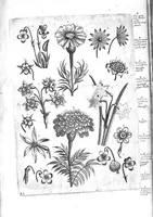 Picture 21 of 24 from Florilegium ab Hadriano Collaert coelatum et a Philip Galleo editum ; illustriss. eccelentissimoque dno D. Ioanni Medici. omnis generis elegantiarum admiratori et patrono, Philip. Gallaeus DD. (1587), leaf 21