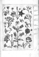 An illustration from Florilegium ab Hadriano Collaert coelatum et a Philip Galleo editum ; illustriss. eccelentissimoque dno D. Ioanni Medici. omnis generis elegantiarum admiratori et patrono, Philip. Gallaeus DD. (1587)