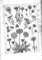 An illustration from Florilegium ab Hadriano Collaert coelatum et a Philip Galleo editum ; illustriss. eccelentissimoque dno D. Ioanni Medici. omnis generis elegantiarum admiratori et patrono, Philip. Gallaeus DD. (1587)
