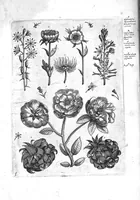 An illustration from Florilegium ab Hadriano Collaert coelatum et a Philip Galleo editum ; illustriss. eccelentissimoque dno D. Ioanni Medici. omnis generis elegantiarum admiratori et patrono, Philip. Gallaeus DD. (1587)