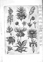 An illustration from Florilegium ab Hadriano Collaert coelatum et a Philip Galleo editum ; illustriss. eccelentissimoque dno D. Ioanni Medici. omnis generis elegantiarum admiratori et patrono, Philip. Gallaeus DD. (1587)