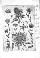 An illustration from Florilegium ab Hadriano Collaert coelatum et a Philip Galleo editum ; illustriss. eccelentissimoque dno D. Ioanni Medici. omnis generis elegantiarum admiratori et patrono, Philip. Gallaeus DD. (1587)
