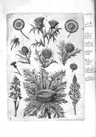 An illustration from Florilegium ab Hadriano Collaert coelatum et a Philip Galleo editum ; illustriss. eccelentissimoque dno D. Ioanni Medici. omnis generis elegantiarum admiratori et patrono, Philip. Gallaeus DD. (1587)