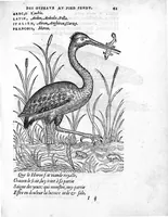 Picture 9 of 45 from Portraicts d'oyseaux, animaux, serpens, herbes, arbres, hommes et femmes d'Arabie & d'Egypte, observez par P. Belon du Mans...est adjoutée une carte du Mont Athos , & du Mont Sinay (1618), leaf 102