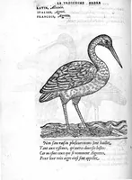 An illustration from Portraicts d'oyseaux, animaux, serpens, herbes, arbres, hommes et femmes d'Arabie & d'Egypte, observez par P. Belon du Mans...est adjoutée une carte du Mont Athos , & du Mont Sinay (1618)