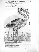 Picture 11 of 45 from Portraicts d'oyseaux, animaux, serpens, herbes, arbres, hommes et femmes d'Arabie & d'Egypte, observez par P. Belon du Mans...est adjoutée une carte du Mont Athos , & du Mont Sinay (1618), leaf 108
