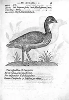 An illustration from Portraicts d'oyseaux, animaux, serpens, herbes, arbres, hommes et femmes d'Arabie & d'Egypte, observez par P. Belon du Mans...est adjoutée une carte du Mont Athos , & du Mont Sinay (1618)