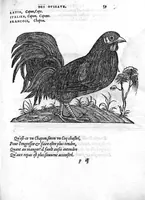 Picture 16 of 45 from Portraicts d'oyseaux, animaux, serpens, herbes, arbres, hommes et femmes d'Arabie & d'Egypte, observez par P. Belon du Mans...est adjoutée une carte du Mont Athos , & du Mont Sinay (1618), leaf 136