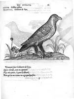 An illustration from Portraicts d'oyseaux, animaux, serpens, herbes, arbres, hommes et femmes d'Arabie & d'Egypte, observez par P. Belon du Mans...est adjoutée une carte du Mont Athos , & du Mont Sinay (1618)