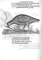 Picture 18 of 45 from Portraicts d'oyseaux, animaux, serpens, herbes, arbres, hommes et femmes d'Arabie & d'Egypte, observez par P. Belon du Mans...est adjoutée une carte du Mont Athos , & du Mont Sinay (1618), leaf 143