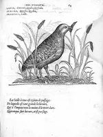 An illustration from Portraicts d'oyseaux, animaux, serpens, herbes, arbres, hommes et femmes d'Arabie & d'Egypte, observez par P. Belon du Mans...est adjoutée une carte du Mont Athos , & du Mont Sinay (1618)